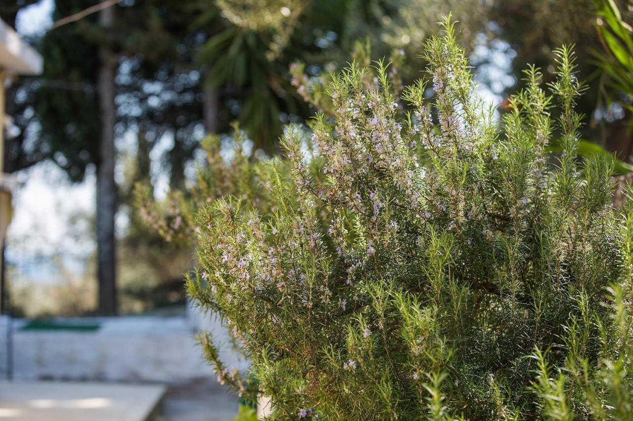 בניטסס Olive Grove Poolside Apartments מראה חיצוני תמונה